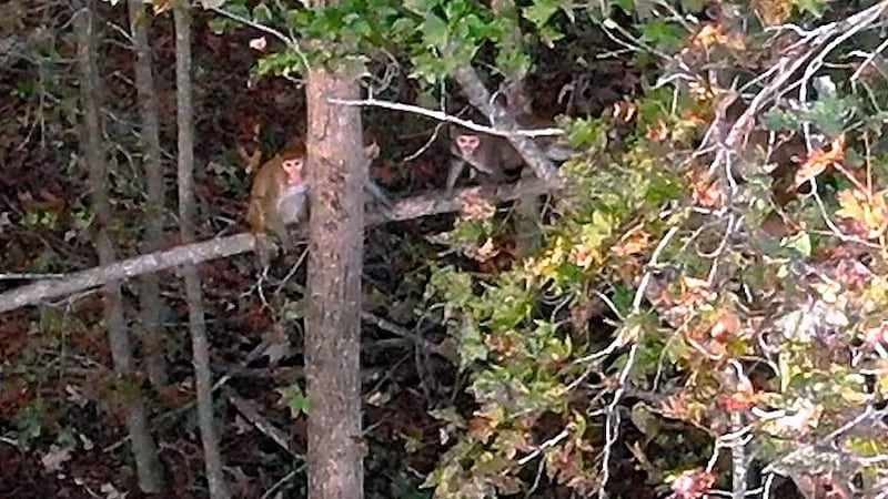 Forty-three rhesus macaques escaped from Alpha Genesis' Yemassee Primate Center on Nov. 7....