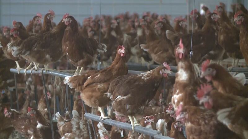 Officials said the HPAI strain in Hawaii was likely introduced by migrating birds from...