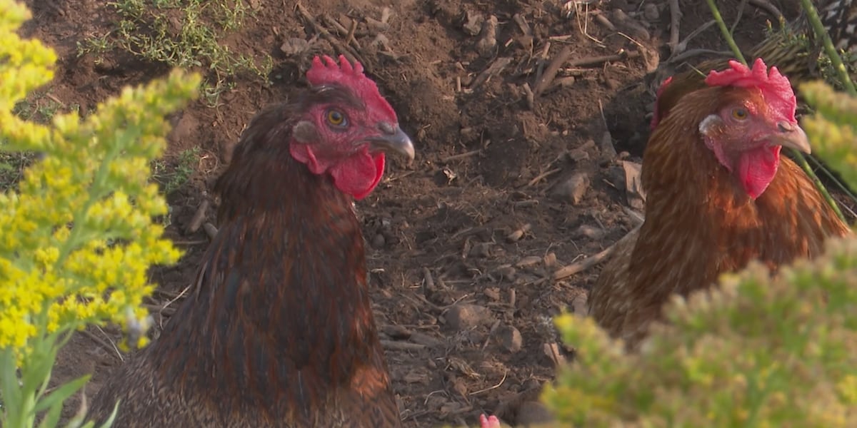 DOH notifies public of potential exposure to avian flu at Mililani pet fair Hawaii News Now DOH notifies public of potential exposure to avian flu at Mililani pet fair Hawaii News Now
