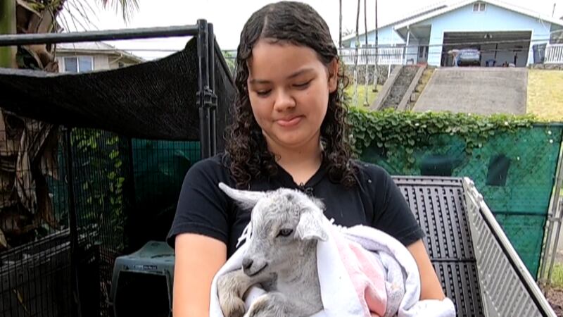 Rescued goat, Bala "Buddy" with 15-year-old Lawai Diaz.
