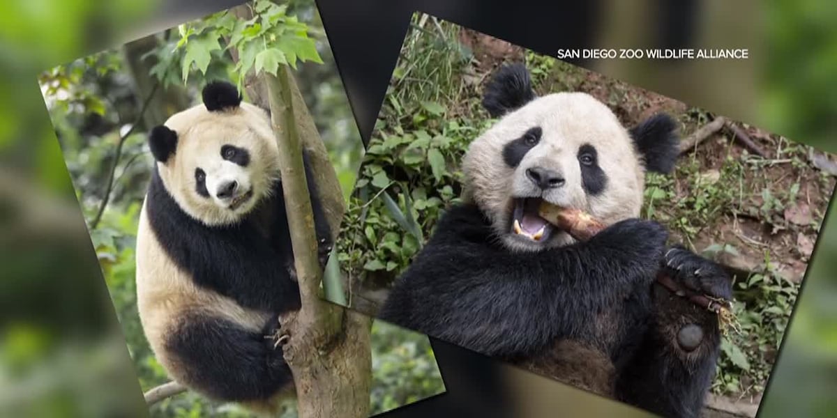Pair of giant pandas on their way from China to San Diego Zoo under ...
