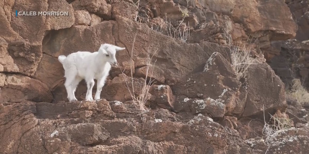 Goat Rescued Good Samaritans rescue baby goat stranded on West Oahu cliff for 4 days