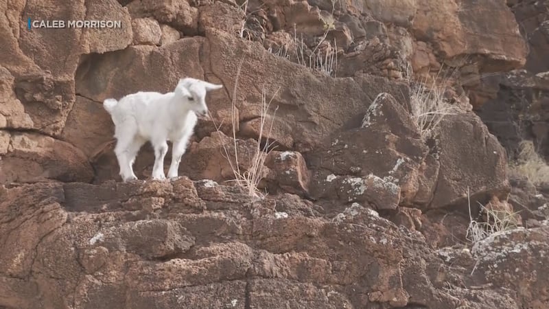 After four harrowing days, a baby goat that was stuck all alone on a cliff in West Oahu is...