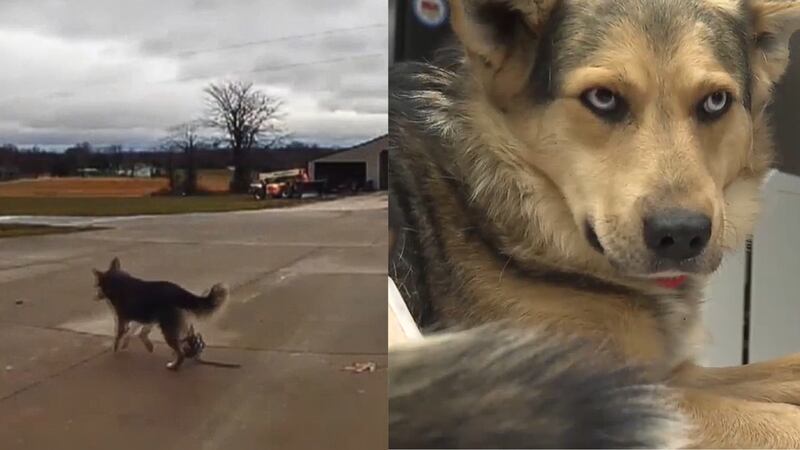 A young dog is now in the care of a St. Louis animal rescue after being injured by a hunting...