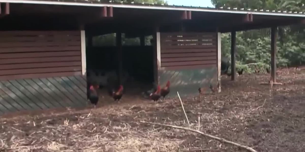 Chicken farmers, owners ‘scared to death’ over Hawaii’s first avian flu detection Chicken farmers, owners ‘scared to death’ over Hawaii’s first avian flu detection