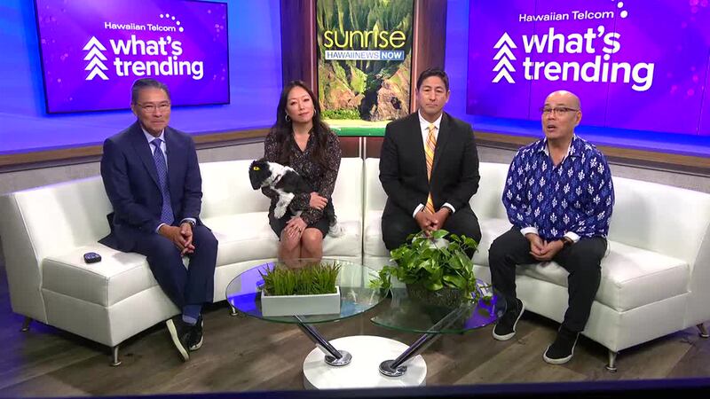 A cat who disappeared eight months ago is reunited with its family after being found hundreds...