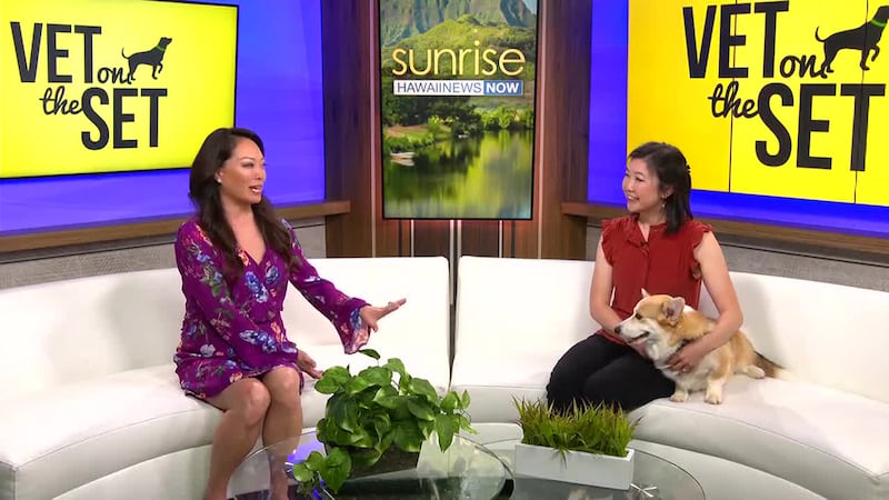 It's summertime and a lot of people are traveling. Dr. Rachel Lau from Island Veterinary Care...