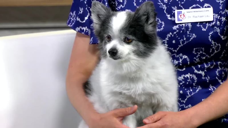 It's time to prepare your pets for a disaster. Whether it's a hurricane or wildfire, there are...