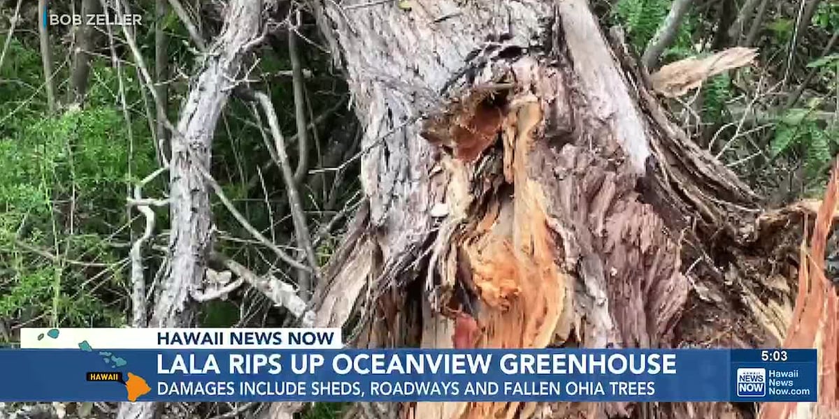 Coverage image for: Ocean View florist works to recover greenhouses after Hurricane Lala