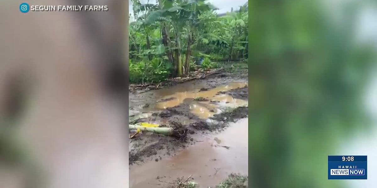 El Nino storms flood Waiahole family farm for third time this year