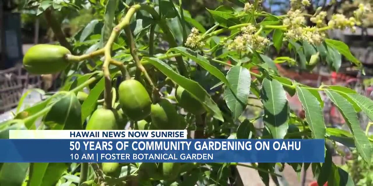 Honolulu hosts free event today to celebrate 50 years of community gardening