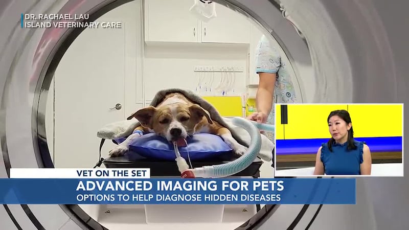 Advanced imaging can help identify health problems in our pets that we cannot otherwise see....