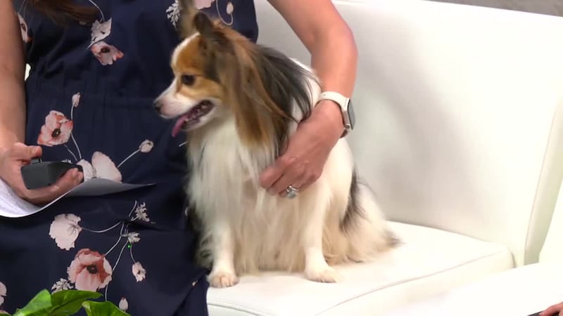 Dr. Rachael Lau from Island Veterinary Care breaks down some of the hazards of the holiday for...