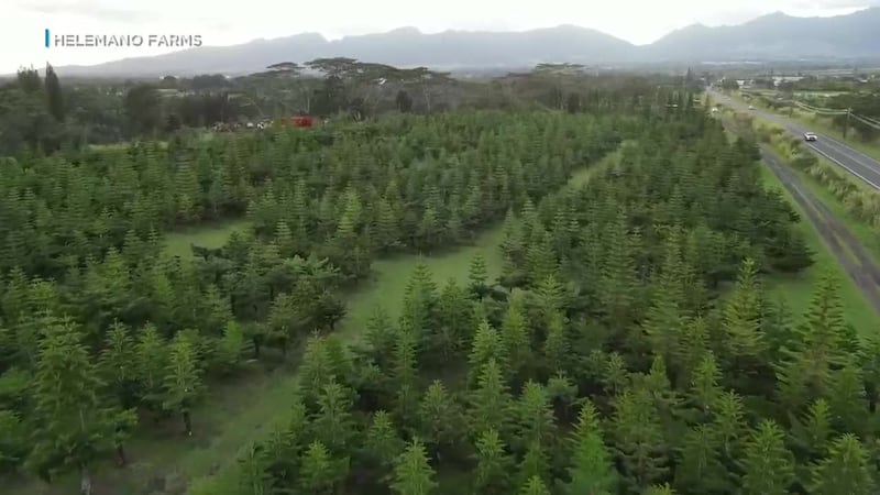 It’s Christmas tree season, and there are thousands of trees at Helemano Farms along Whitmore...